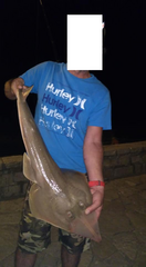 Pseudobatos horkelii