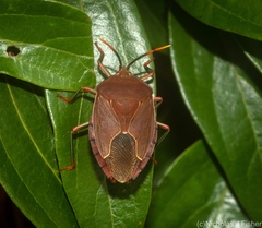 Stilida indecora
