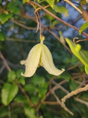 Clematis cirrhosa