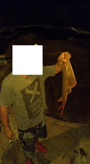 Pseudobatos horkelii