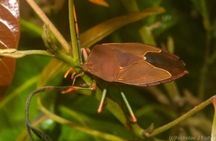 Stilida indecora