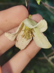 Clematis cirrhosa