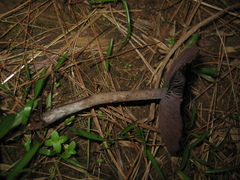 Psilocybe caerulescens