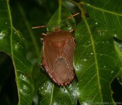 Stilida indecora