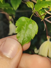 Clematis cirrhosa