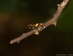 Epithymema helias