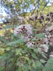 Koanophyllon longifolium