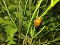 Amphimallon solstitiale