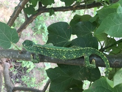 Chamaeleo gracilis gracilis