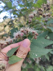 Koanophyllon longifolium