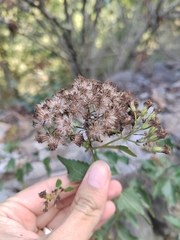 Koanophyllon longifolium