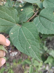 Koanophyllon longifolium