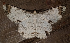 Epimecis