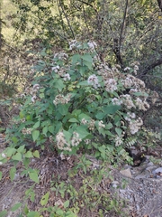 Koanophyllon longifolium