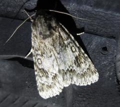 Acronicta americana
