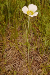 Calochortus gunnisonii
