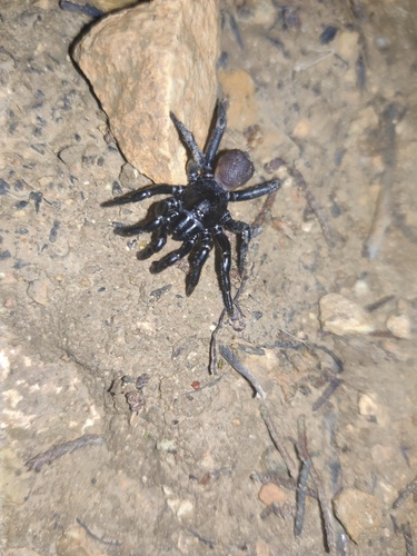 Ummidia algarve
