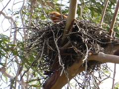 Hieraaetus morphnoides