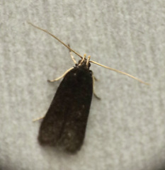 Lecithocera micromela