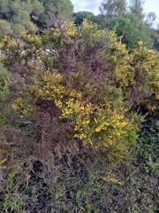Ulex argenteus argenteus