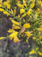 Ulex argenteus argenteus