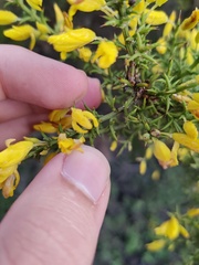 Ulex argenteus argenteus