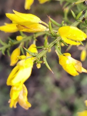 Ulex argenteus argenteus
