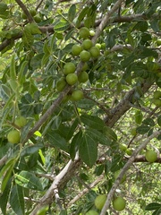 Commiphora leptophloeos