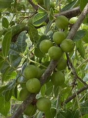 Commiphora leptophloeos