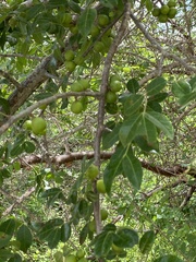 Commiphora leptophloeos