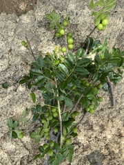 Commiphora leptophloeos