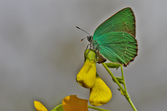 Callophrys herculeana