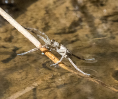 Dolomedes
