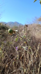 Solanum houstonii