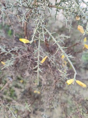 Ulex argenteus subsericeus