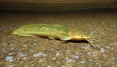 Clarias fuscus