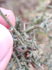 Ulex argenteus subsericeus