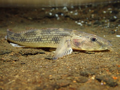 Glossogobius