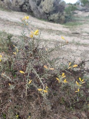 Ulex argenteus subsericeus