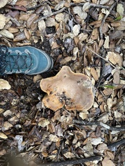 Lactarius argillaceifolius