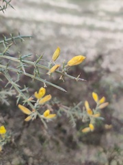 Ulex argenteus subsericeus