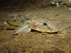 Glossogobius