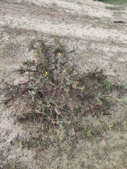 Ulex argenteus subsericeus