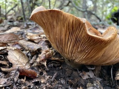 Lactarius argillaceifolius