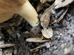 Lactarius argillaceifolius