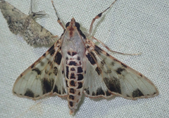 Azochis