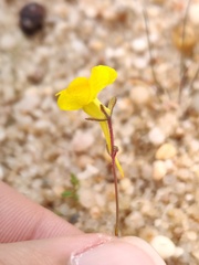 Linaria spartea