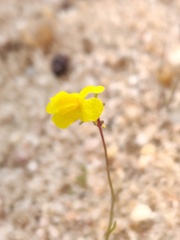 Linaria spartea