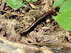 Narceus americanus
