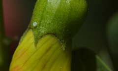 Callophrys herculeana